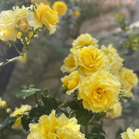 Bed & Breakfast Fior Di Toscana Serravalle Pistoiese