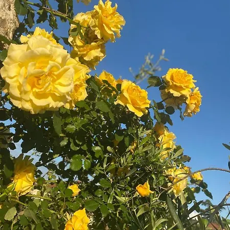 Fior Di Toscana Bed & Breakfast Serravalle Pistoiese